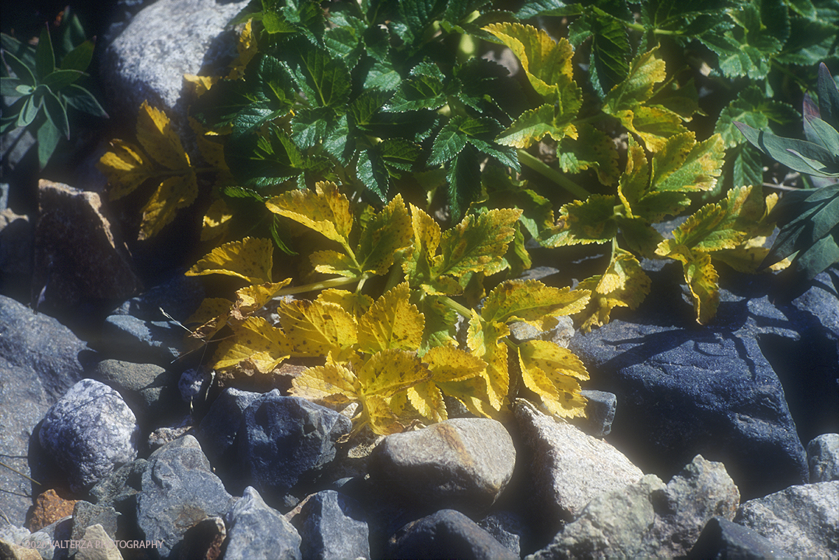 26 SIBERIA.jpg - Luglio/Agosto 1992. Siberia, terra dei Chukchi. Nell'oceano artico  125 Km a nord-est della penisola dei Chukchi (Siberia) c'Ã¨  l'isola di Wrangel, essa ospita piÃ¹ del doppio di specie vegetali (417) di qualsiasi territorio artico a paritÃ  di superficie nonchÃ¨ 30 specie diverse di uccelli oltre ad orsi polari, foche e trichechi ; per questo motivo   Ã¨ stata proclamata patrimonio dell'umanitÃ  dall'UNESCO. Nella foto i primi rigori dell'autunno incominciano da metÃ  Agosto ad ingiallire le foglie di una flora che ha vita breve.